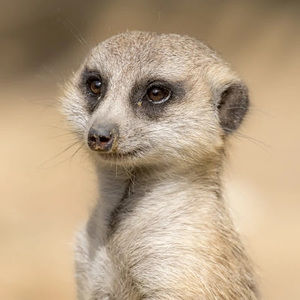 Meet your Posher, Thomas